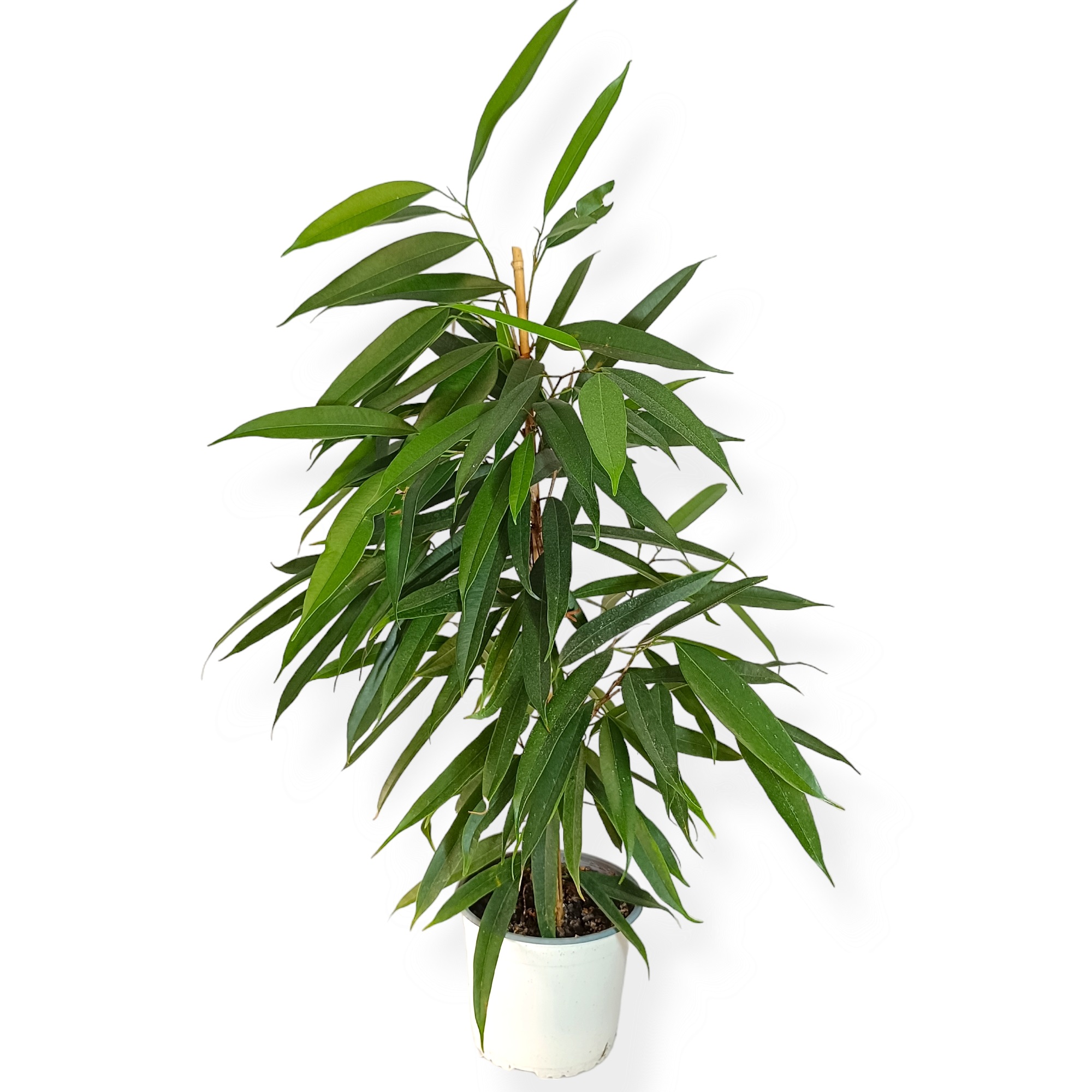 Φίκος Άμστελ