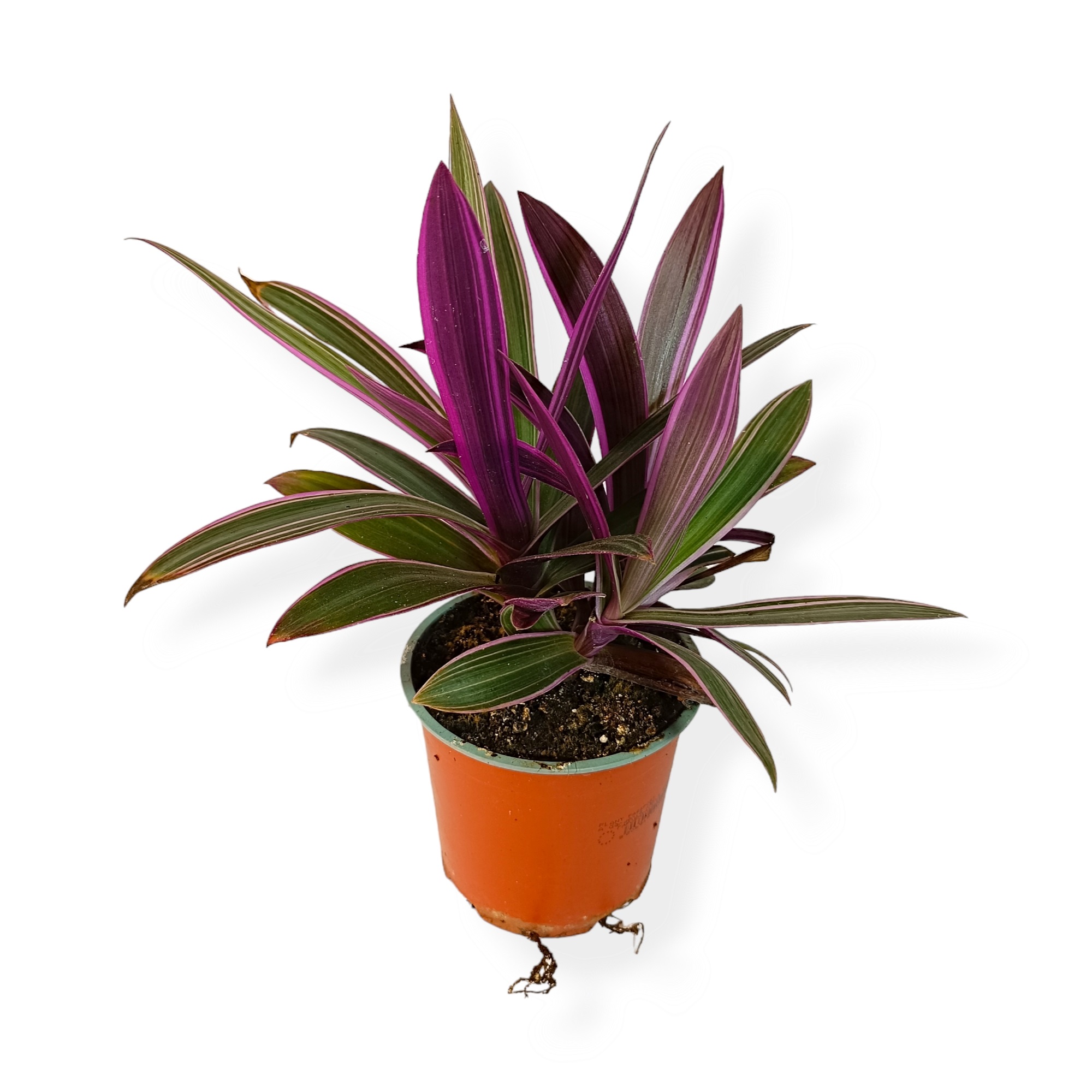 Τραντεσκάντια Spathacea