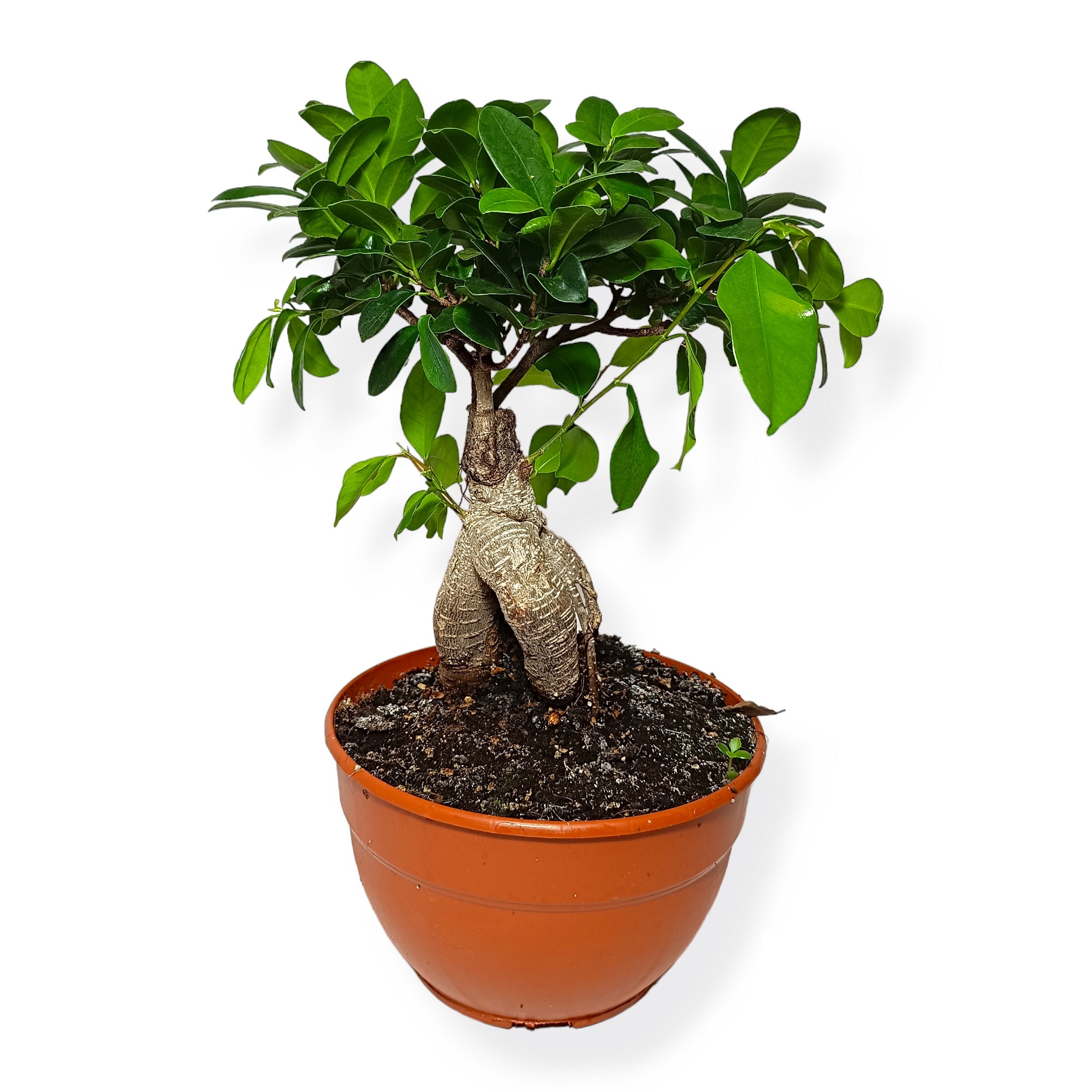 Φίκος Mπονσάϊ