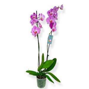 Ορχιδέα Μώβ