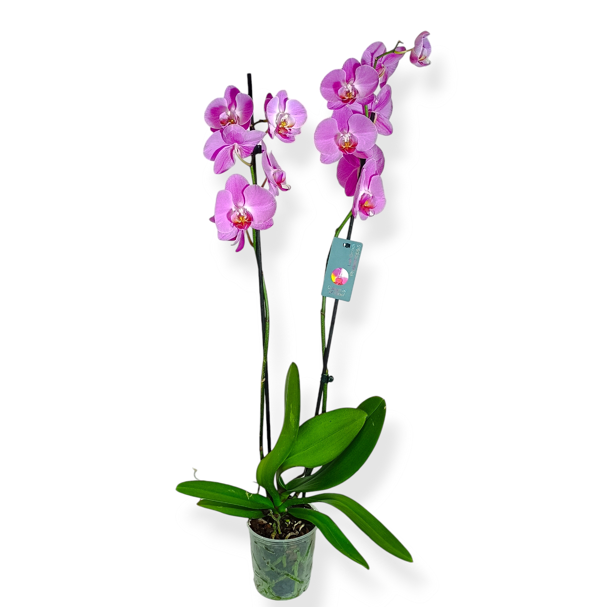 Ορχιδέα Μώβ