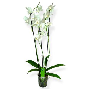 Ορχιδέα Λευκή