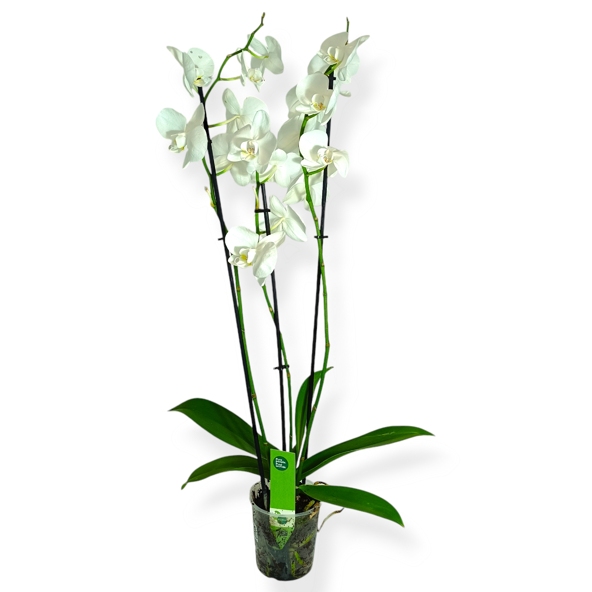 Ορχιδέα Λευκή