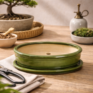 Μπονσάϊ Green | Diosera