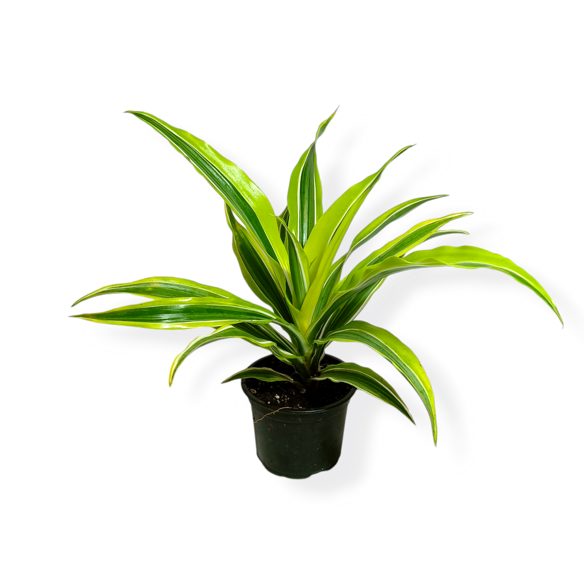 Δράκαινα Lemon Lime