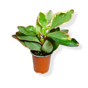 Πεπερόμια Obtusifolia Variegata