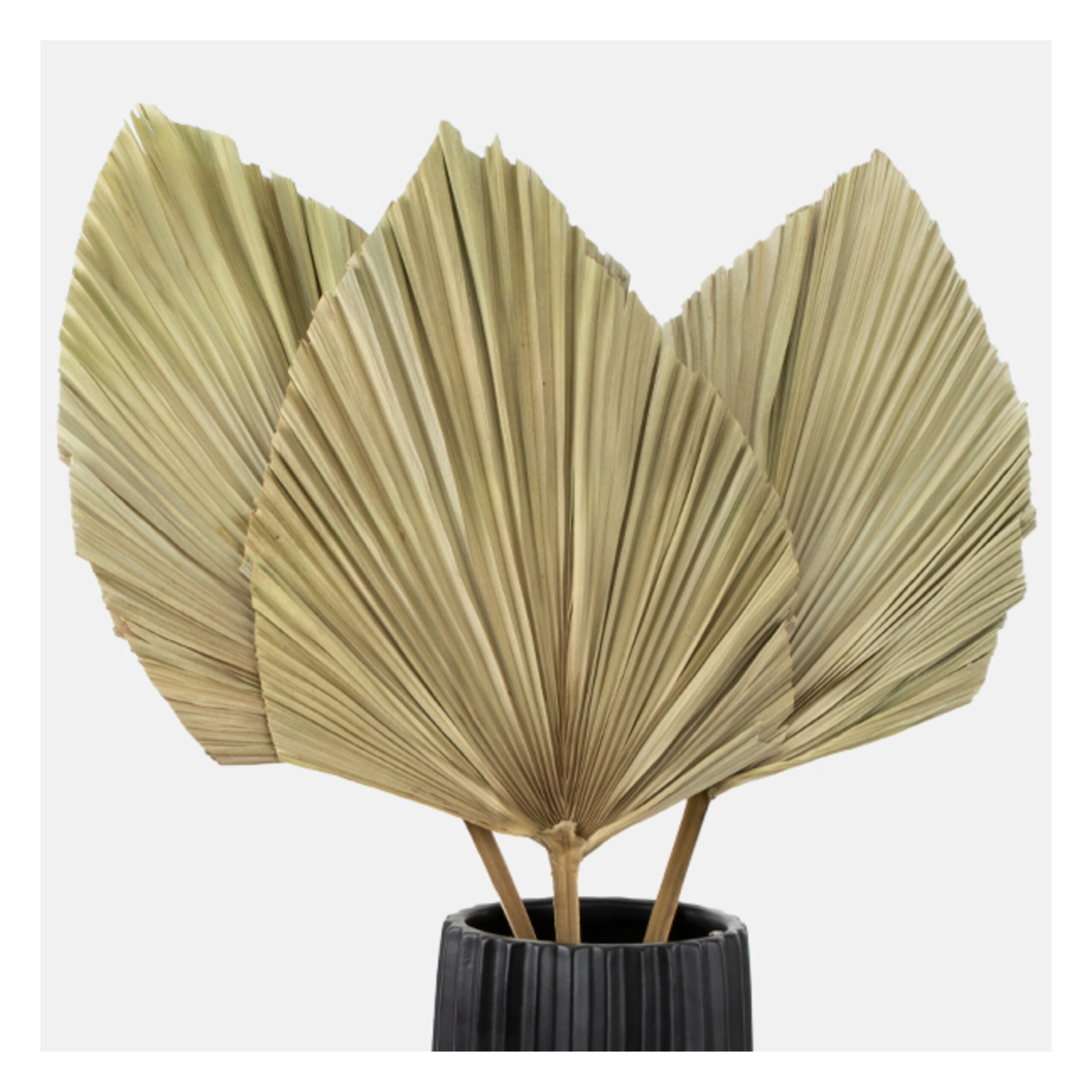 Palm Leaf Natural