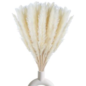 Pampas Grass White