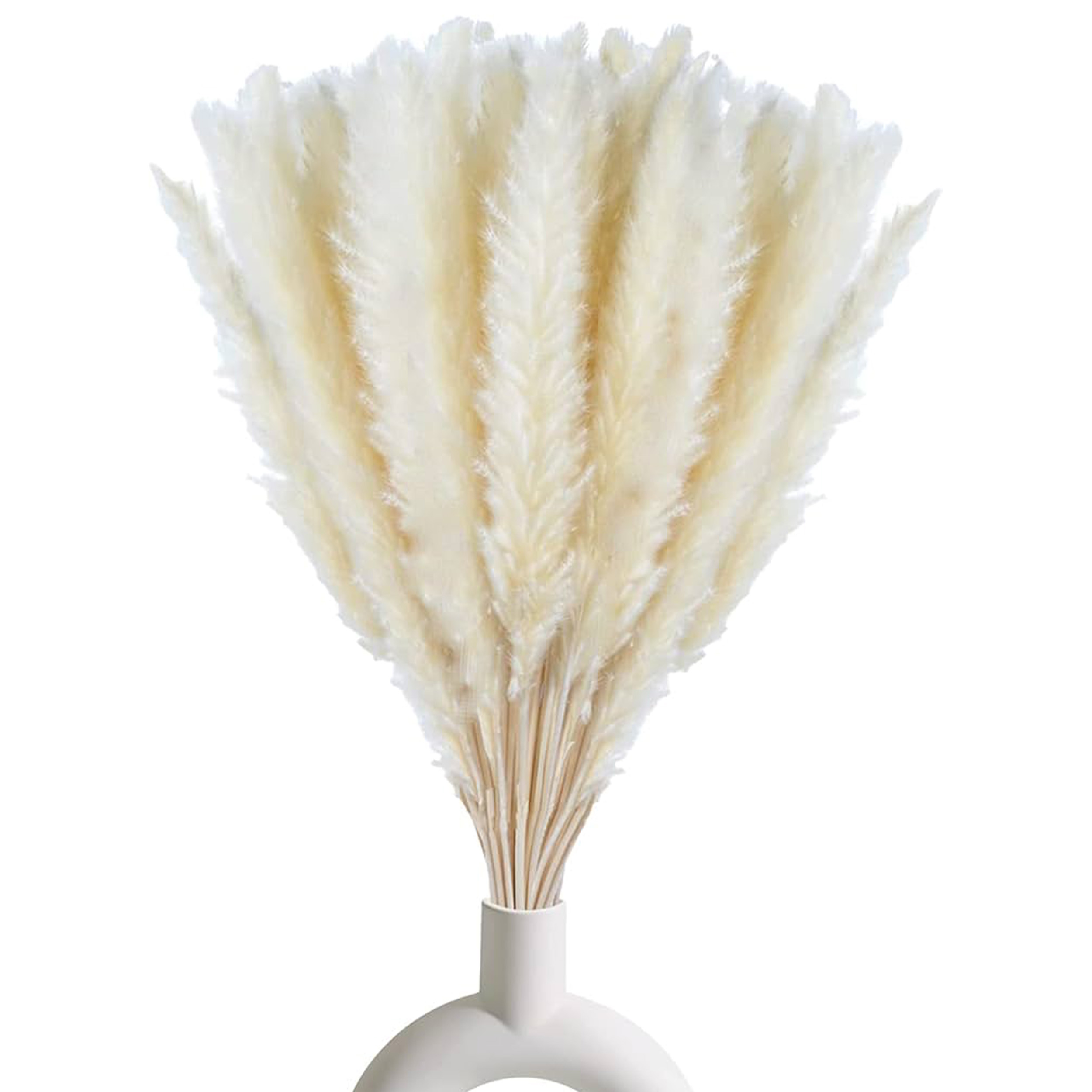 Pampas Grass White