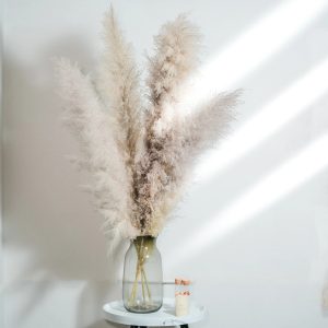 Cortaderia Fluffy Pampas Natural