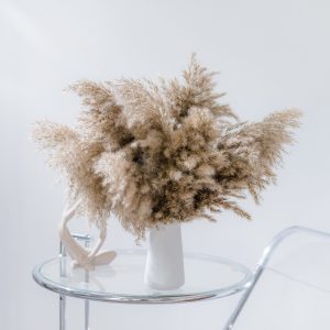 Cortaderia Fluffy Pampas Natural