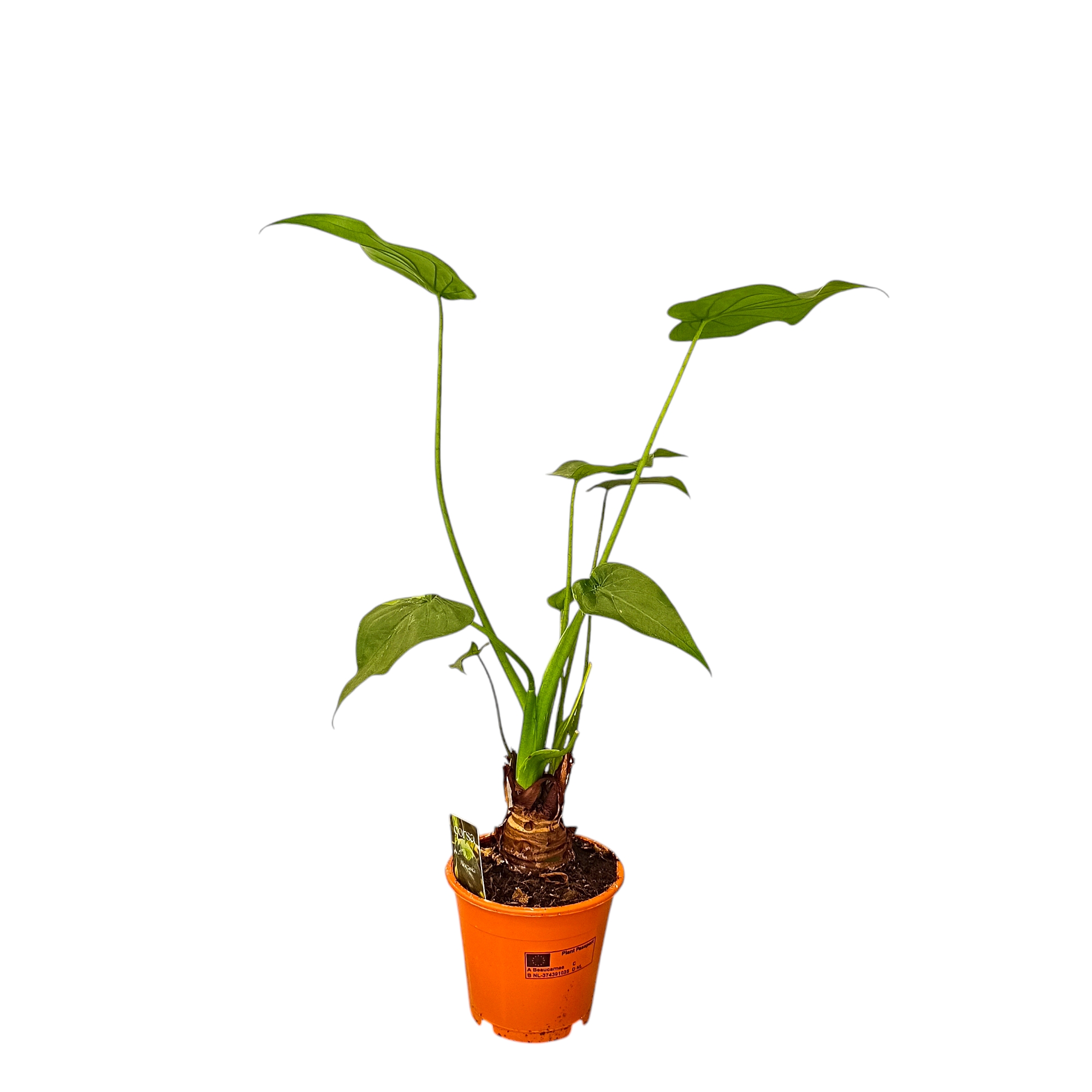 Αλοκάσια Cucullata