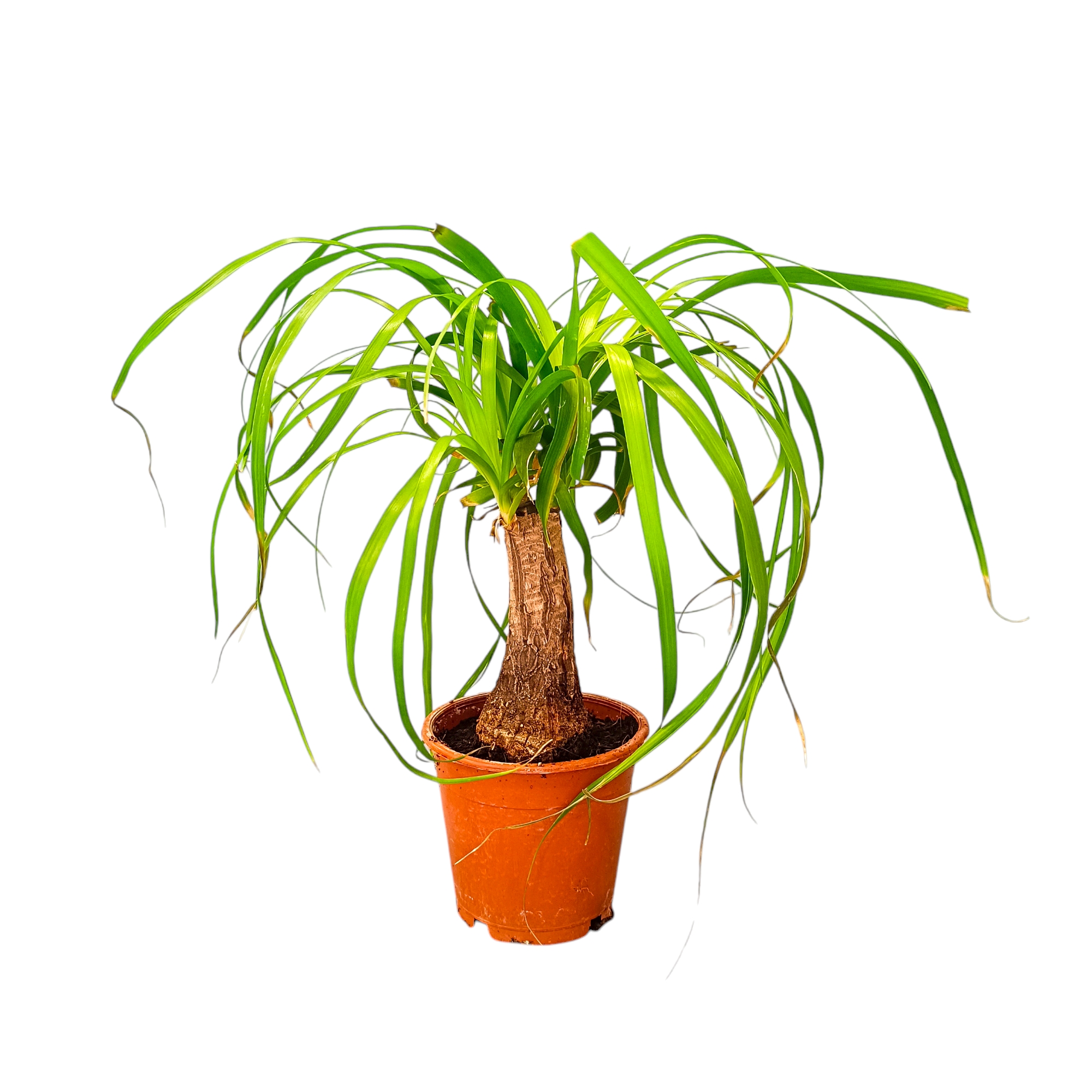 Μπουκαρνέα