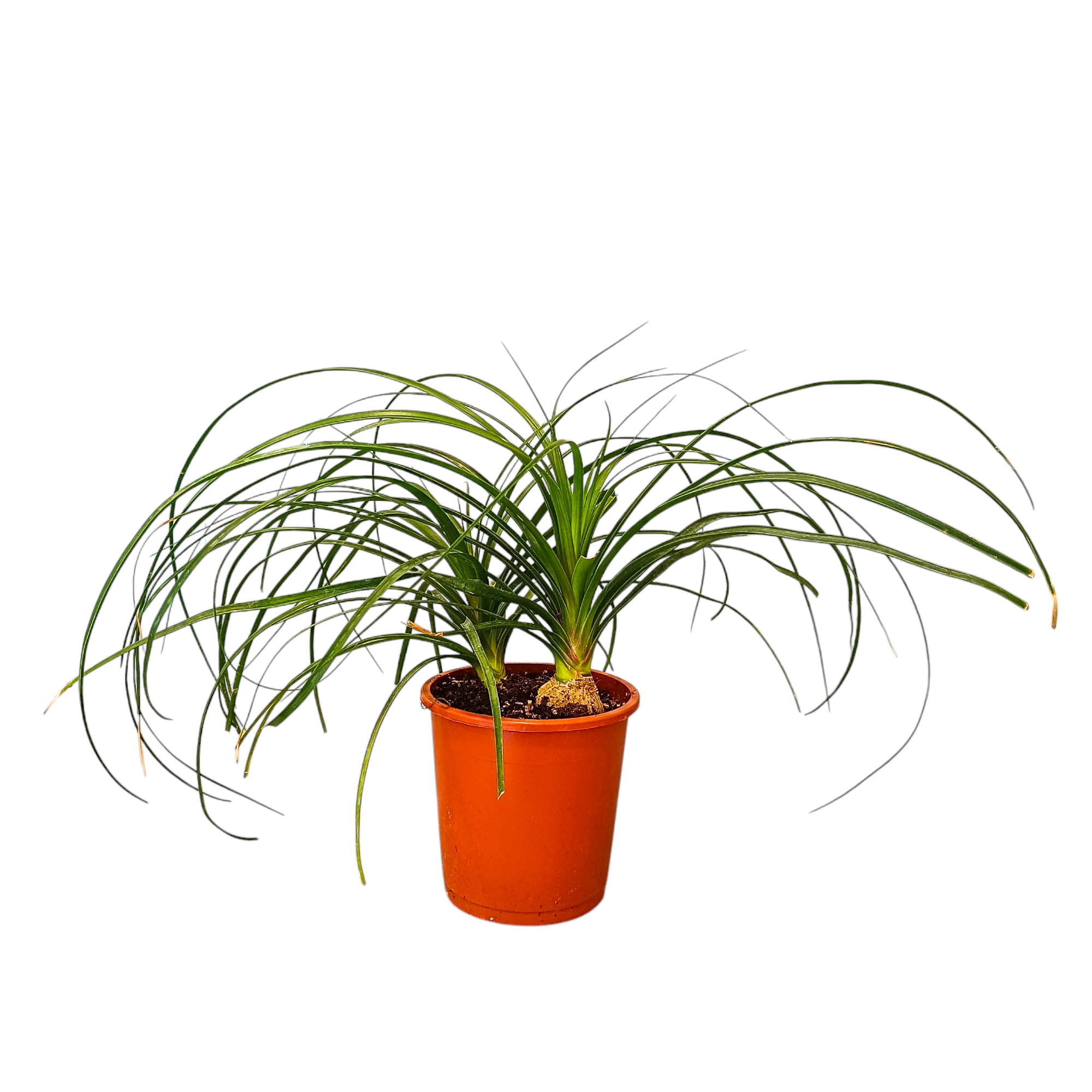 Μπουκαρνέα