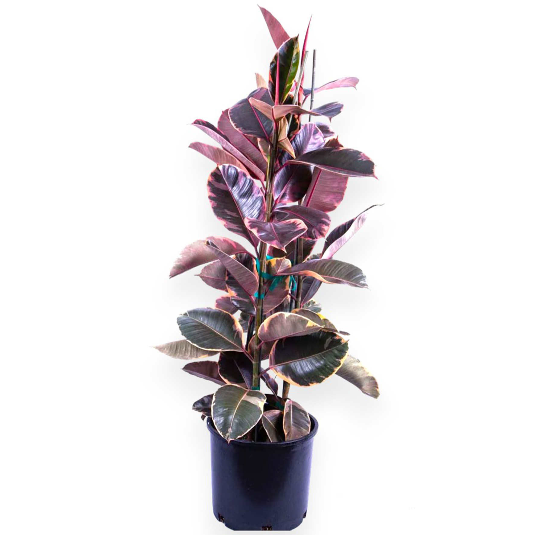 Φίκος Ρούμπι [Ροζ]