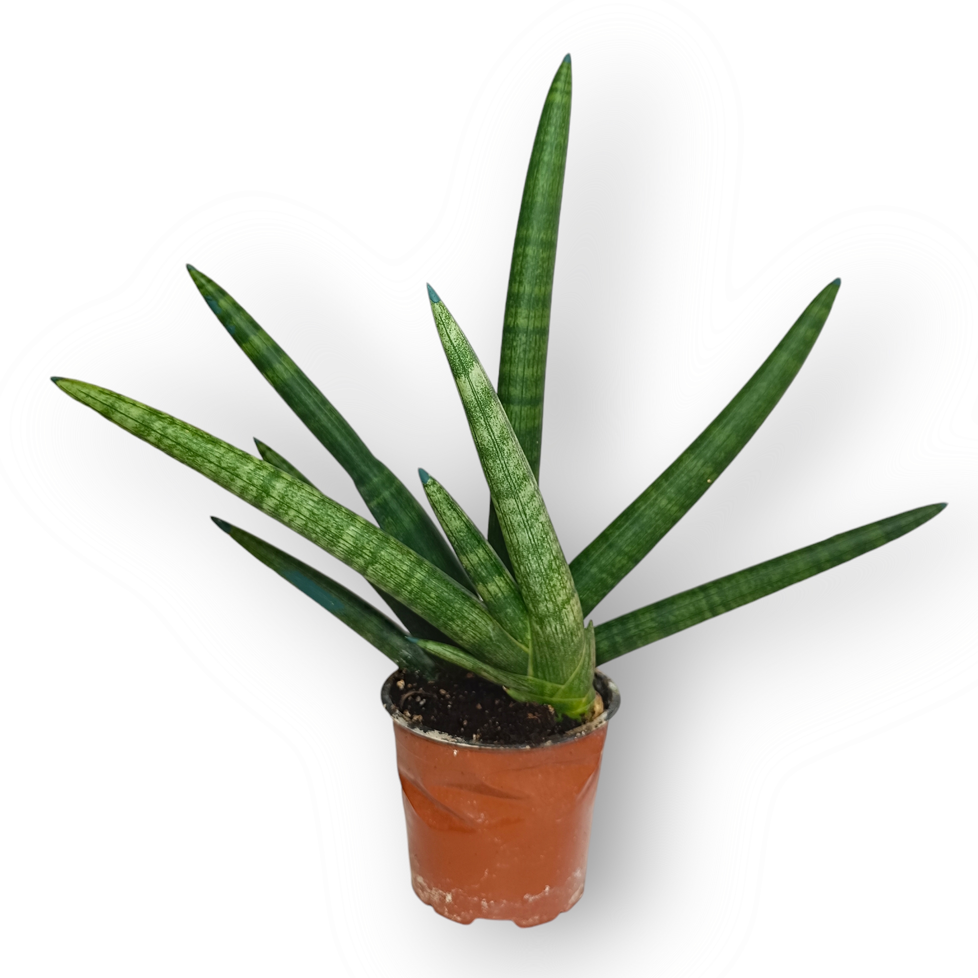 Σανσεβιέρια Boncel Handshape