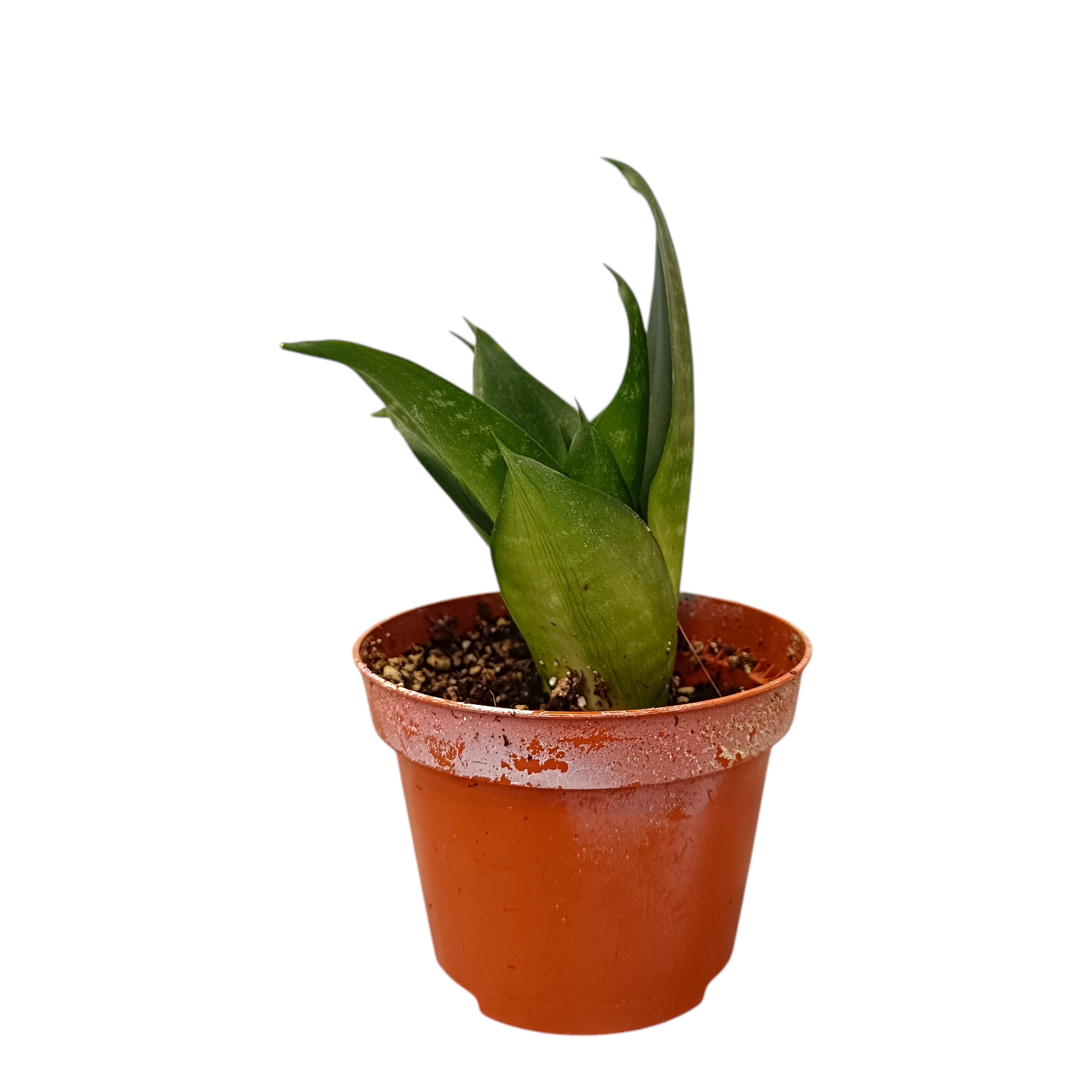 Σανσεβιέρια Zeylanica