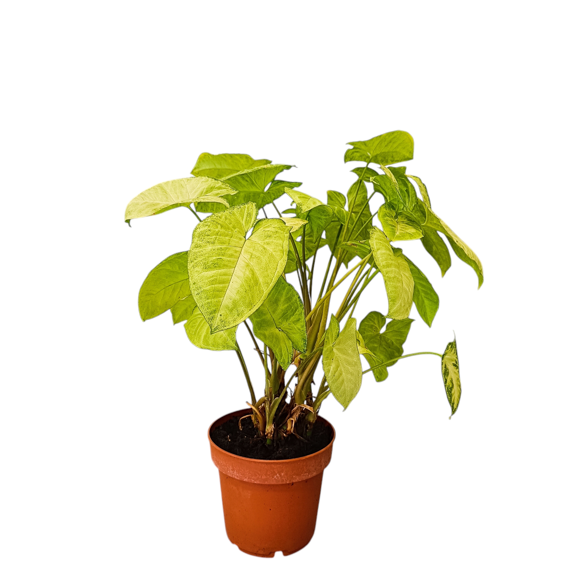 Συγγόνιο Arrow