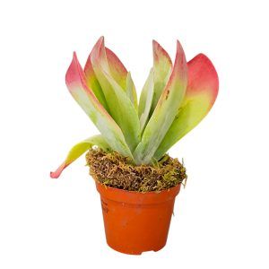 Καλαγχόη Θυρσιφλόρα