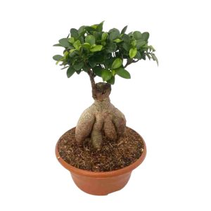 Φίκος Mπονσάϊ