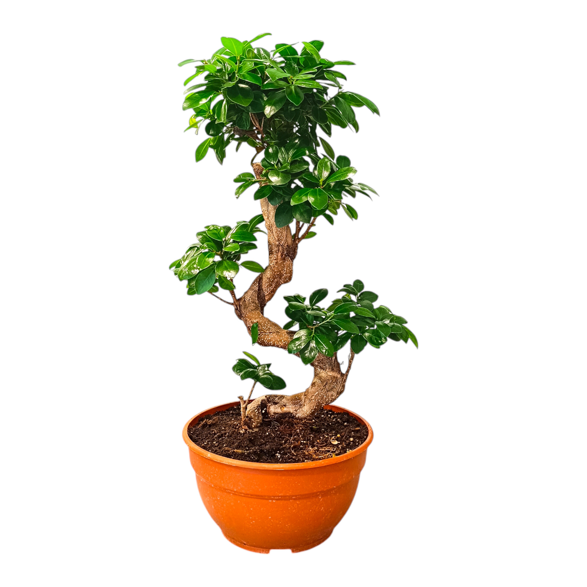 Φίκος Mπονσάϊ